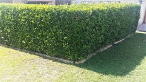 Murraya Paniculata Brad Shipway Geebung Real Estate