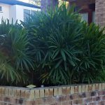 Raphis Excelsa Lady’s Fingers Palm Brad Shipway Geebung Real Estate