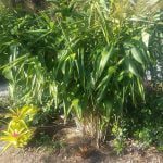 Tiger Grass Brad Shipway Geebung Real Estate